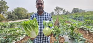 સમારીયા ગામના ખેડૂત  ઉપેન્દ્રસિંહ ઉર્ફે બંટીભાઈ   પોતાના ખેતરમાં
લેટ્યુસ  કોલ્હારાબી બતાવતા તસવીરમાં જણાયું છે 